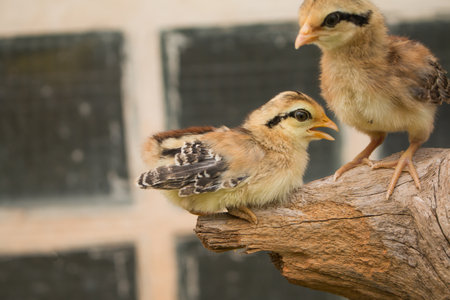 Soft focus of Small chick on wood Stump.の写真素材