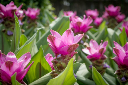 siam tulip.の写真素材