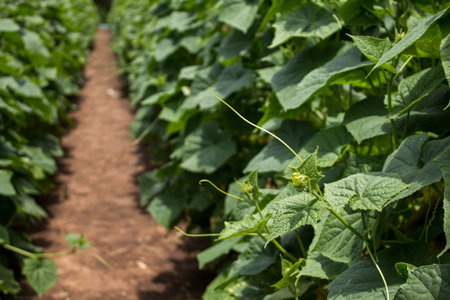 cucumber plant in garden of thailand southeast asia