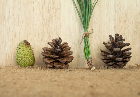 fresh pinecone for make fresh pinecone tea.