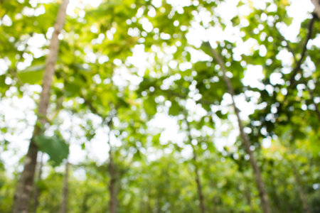 Natural green blurred background. Defocused green blurred background.の写真素材