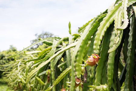 dragon fruit in garden,Dragon fruit on plant in dragon fruit farm.の写真素材