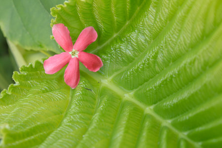 Close up Pink flower on green leaf texture background.の写真素材