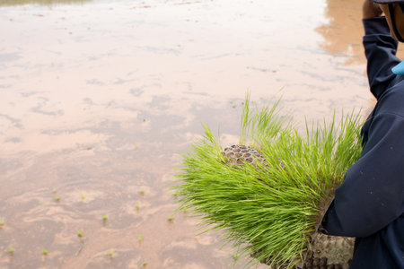 Close up of farmer holding Rice seedlings.の写真素材