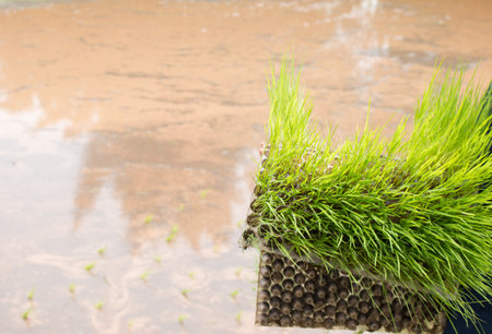 Close up of  Rice seedlings.の写真素材