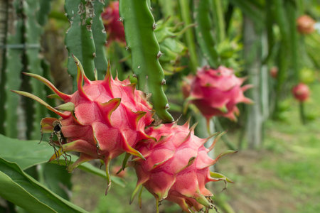 Red dragon fruit on plant.の写真素材