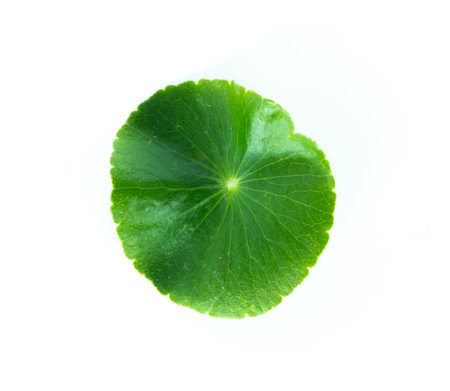 Green Asiatic Pennywort (Centella asiatica , Hydrocotyle umbellata L or Water pennywort ) isolated...