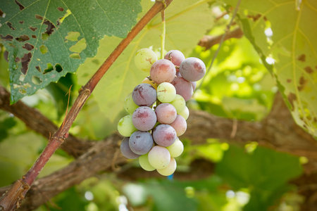 Close up of grapes with green leaves on the vine. Vine grape fruit plants outdoors.