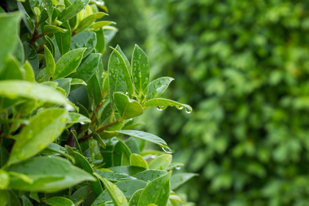 Fresh green leaf with rain drops.の写真素材