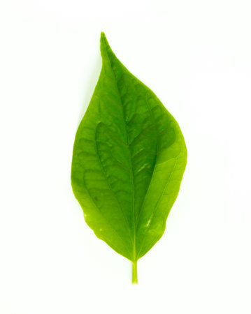 Close up of Wildbetal Leaf(Piper sarmentosum Roxb.) Herbal and medicine on white background.の写真素材