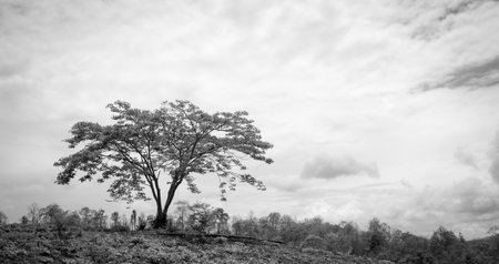 A Caesalpinia pulcherrima Tree with poor lighting in cloudy day.の写真素材