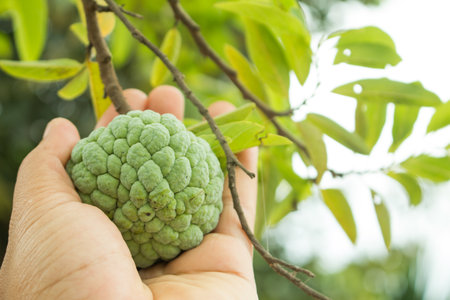 Custard apples or Sugar apples or Annona squamosa Linn. growing on a tree in garden at Thailandの写真素材
