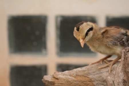 Soft focus of Small chick on wood Stump.の写真素材