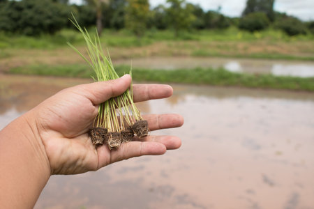 Close up of hand holding Rice seedlings.
