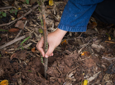 Planting a tree.
