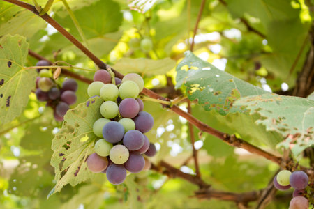 Close up of grapes with green leaves on the vine. Vine grape fruit plants outdoors.の写真素材