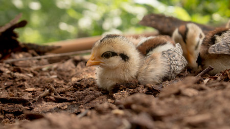 Close up chick of Wild Red junglefowl(Gallus gallus).の写真素材