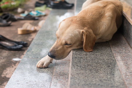 Close up of Brown dog sleep on stair.の写真素材