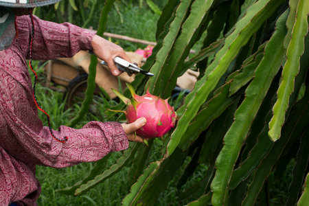 Farmer is harvesting Red dragon fruit on plant.の写真素材