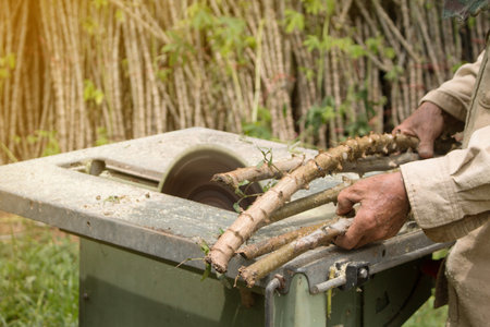 The Farmer is prepared Cassava for planting.の写真素材