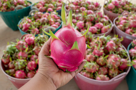 Soft focused of dragon fruit hold in farmer hand present the best product form his farm.の写真素材