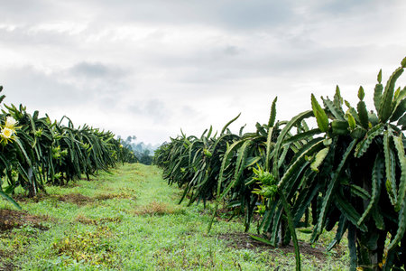 Dragon fruit on plant in farm.の写真素材