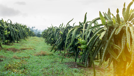 Dragon fruit on plant in farm.の写真素材