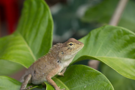 Close up of Calotes versicolor Daudin, Red-headed Lizard or Indian Garden Lizard.