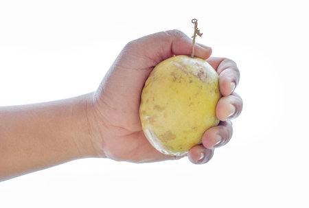 Hand holding passion fruit on white background.の写真素材