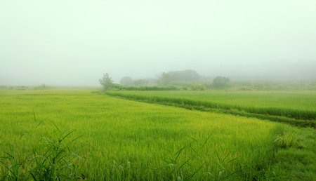 Green Rice Field with heavy fog in morning sun light.の写真素材