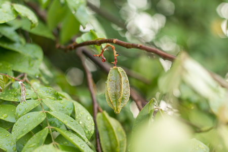 Green starfruit on plant.の写真素材