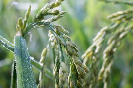 rice spike in Paddy field on autumn.の写真素材