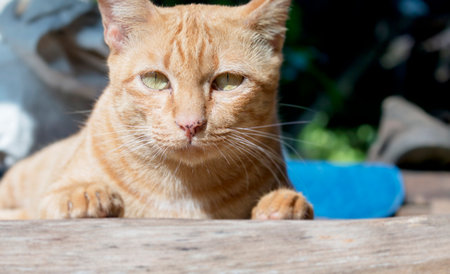 Closeup of Yellow cat.の写真素材