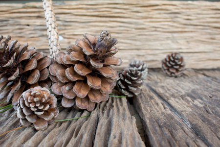 pine cone.の写真素材