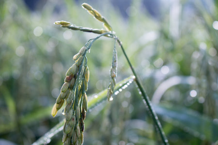 rice spike in Paddy field on autumn.の写真素材