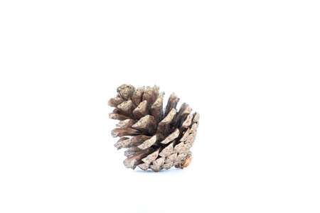 pine cone.の写真素材