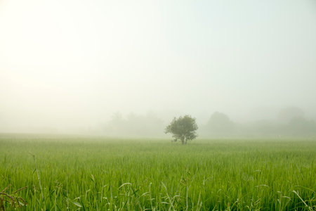 Tree in the mist with Green Rice Field on morning sun light.の写真素材