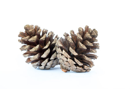 pine cone.