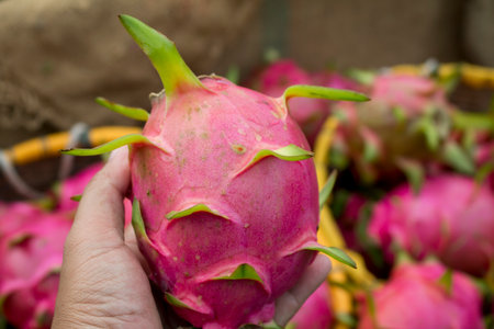 Soft focused of dragon fruit hold in farmer hand present the best product form his farm.の写真素材