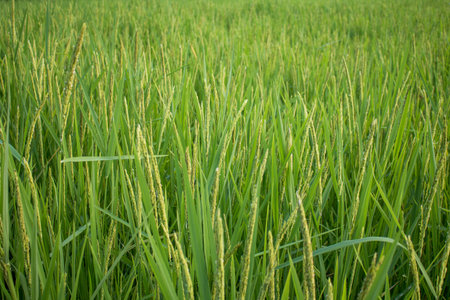 Closeup of rice spike in Paddy field on autumの写真素材