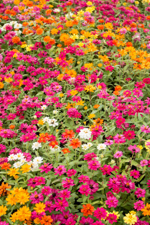 Landscape of Beautiful  flower field.