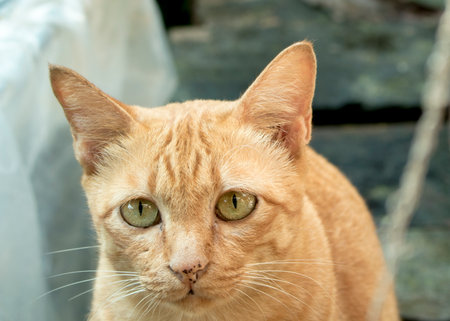 Closeup of Yellow cat.