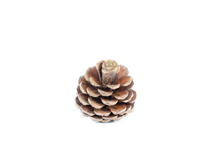 pine cone.の写真素材