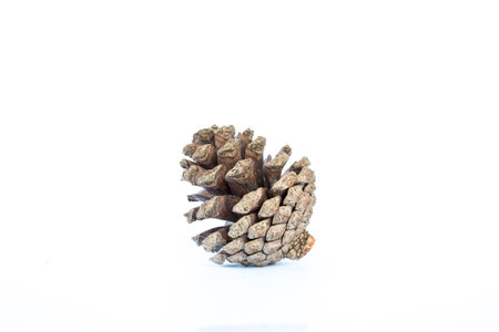 pine cone.の写真素材