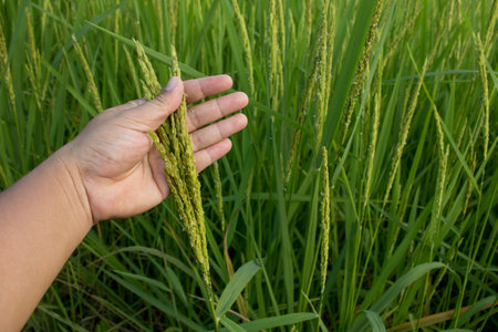 Closeup of hand checking rice spike in Paddy field on autum.の写真素材