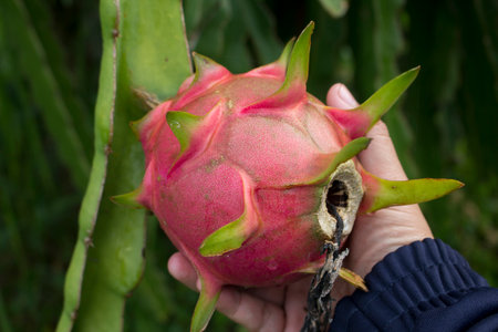 Soft focused of dragon fruit hold in farmer hand present the best product form his farm.の写真素材