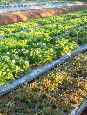 Organic vegetable cultivation garden.
