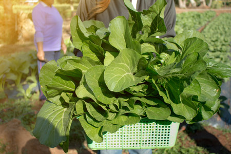 young woman holding freshly harvested vegetables in her garden.