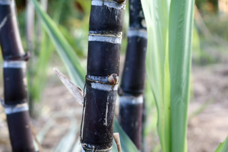 Closeup of sugarcane plants in growth at field.の写真素材