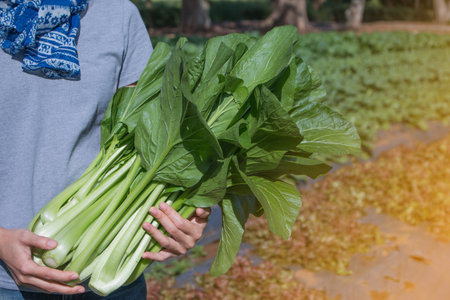 young woman holding  freshly harvested vegetables in her garden.の写真素材